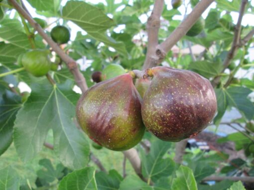 Olympian Fig Tree – Fruiting Ficus Carica Plant – Cold Hardy Variety