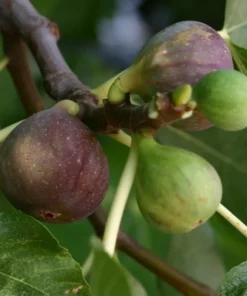 Olympian Fig Tree - Fruiting Ficus Carica Plant - Cold Hardy Variety