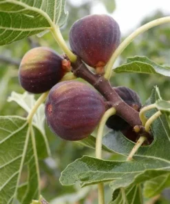 Olympian Fig Tree - Fruiting Ficus Carica Plant - Cold Hardy Variety