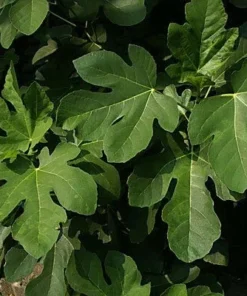 Olympian Fig Tree - Fruiting Ficus Carica Plant - Cold Hardy Variety