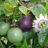 Passion Fruit Vine - Possum Purple - Passiflora edulis - Live Plant
