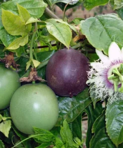 Passion Fruit Vine - Possum Purple - Passiflora edulis - Live Plant
