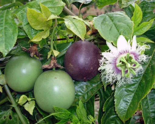 Passion Fruit Vine - Possum Purple - Passiflora edulis - Live Plant