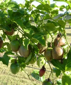 Passion Fruit Vine - Possum Purple - Passiflora edulis - Live Plant