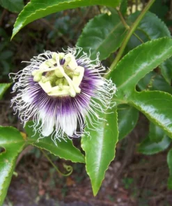 Passion Fruit Vine - Possum Purple - Passiflora edulis - Live Plant