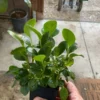 Peperomia Obtusifolia Baby Rubber Plant Potted Indoor Outdoor Houseplant