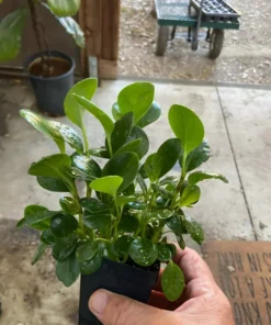 Peperomia Obtusifolia Baby Rubber Plant Potted Indoor Outdoor Houseplant
