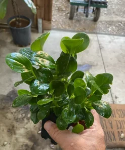 Peperomia Obtusifolia Baby Rubber Plant Potted Indoor Outdoor Houseplant