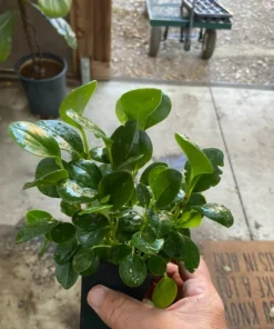 Peperomia Obtusifolia Baby Rubber Plant Potted Indoor Outdoor Houseplant