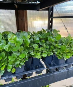 Peperomia Obtusifolia Baby Rubber Plant Potted Indoor Outdoor Houseplant