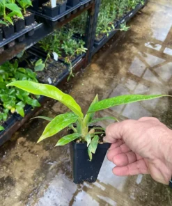 Philodendron Narrow Jungle Boogie Tigers Tooth Live Plant