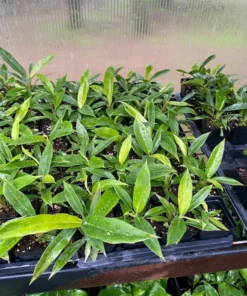 Philodendron Narrow Jungle Boogie Tigers Tooth Live Plant