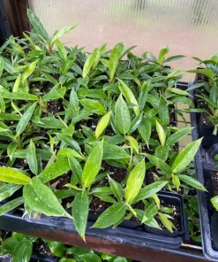 Philodendron Narrow Jungle Boogie Tigers Tooth Live Plant