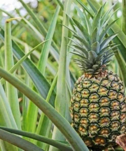 Pineapple Plant - Elite Gold Pineapple Plant - Fruit Trees Live Plants - Pineapple Plant Live - Pineapple Planter - Ananas Starter Plant
