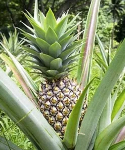 Pineapple Plant - Elite Gold Pineapple Plant - Fruit Trees Live Plants - Pineapple Plant Live - Pineapple Planter - Ananas Starter Plant