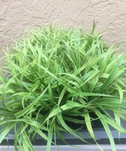 Pineapple Plant - Elite Gold Pineapple Plant - Fruit Trees Live Plants - Pineapple Plant Live - Pineapple Planter - Ananas Starter Plant