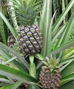 Pineapple Plant - Elite Gold Pineapple Plant - Fruit Trees Live Plants - Pineapple Plant Live - Pineapple Planter - Ananas Starter Plant