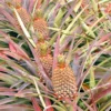 Pineapple Plant - Florida Special Pineapple Plant - Fruit Trees Live Plants - Florida Pineapple Plant Live - Ananas comosus