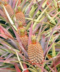 Pineapple Plant - Florida Special Pineapple Plant - Fruit Trees Live Plants - Florida Pineapple Plant Live - Ananas comosus