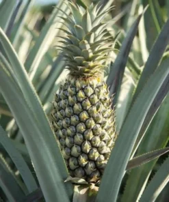 Pineapple Plant - Florida Special Pineapple Plant - Fruit Trees Live Plants - Florida Pineapple Plant Live - Ananas comosus