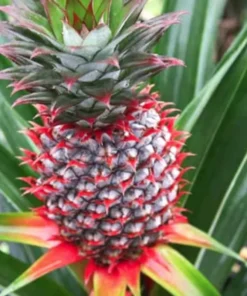 Pineapple Plant - Florida Special Pineapple Plant - Fruit Trees Live Plants - Florida Pineapple Plant Live - Ananas comosus