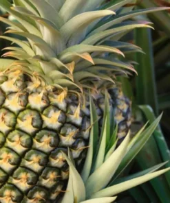 Pineapple Plant - Florida Special Pineapple Plant - Fruit Trees Live Plants - Florida Pineapple Plant Live - Ananas comosus