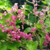 Pink Coral Vine - Antigonon Leptopus - Pack of 2 Live Plants - Mexican Creeper - 4-6 Inches Tall - Climbing Pink Blooms - Fast Growing