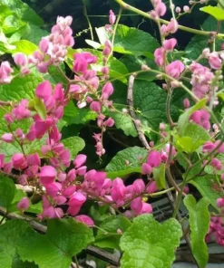 Pink Coral Vine - Antigonon Leptopus - Pack of 2 Live Plants - Mexican Creeper - 4-6 Inches Tall - Climbing Pink Blooms - Fast Growing