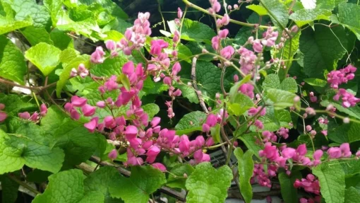 Pink Coral Vine - Antigonon Leptopus - Pack of 2 Live Plants - Mexican Creeper - 4-6 Inches Tall - Climbing Pink Blooms - Fast Growing