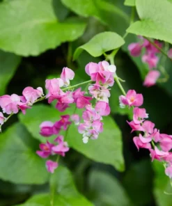 Pink Coral Vine - Antigonon Leptopus - Pack of 2 Live Plants - Mexican Creeper - 4-6 Inches Tall - Climbing Pink Blooms - Fast Growing