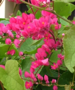 Pink Coral Vine - Antigonon Leptopus - Pack of 2 Live Plants - Mexican Creeper - 4-6 Inches Tall - Climbing Pink Blooms - Fast Growing