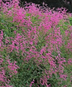Pink Coral Vine - Antigonon Leptopus - Pack of 2 Live Plants - Mexican Creeper - 4-6 Inches Tall - Climbing Pink Blooms - Fast Growing