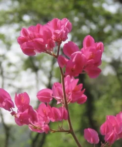 Pink Coral Vine - Antigonon Leptopus - Pack of 2 Live Plants - Mexican Creeper - 4-6 Inches Tall - Climbing Pink Blooms - Fast Growing