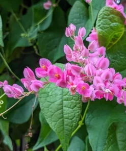 Pink Coral Vine - Antigonon Leptopus - Pack of 2 Live Plants - Mexican Creeper - 4-6 Inches Tall - Climbing Pink Blooms - Fast Growing