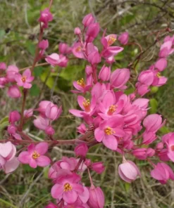 Pink Coral Vine - Antigonon Leptopus - Pack of 2 Live Plants - Mexican Creeper - 4-6 Inches Tall - Climbing Pink Blooms - Fast Growing