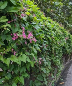 Pink Coral Vine - Antigonon Leptopus - Pack of 2 Live Plants - Mexican Creeper - 4-6 Inches Tall - Climbing Pink Blooms - Fast Growing