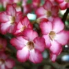 Pink Desert Rose Flower - Live Starter Rose Plant - Starter Plant for Planting - Adenium Obesum Plant