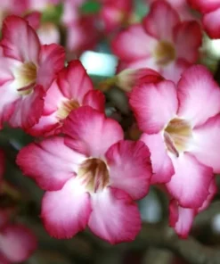 Pink Desert Rose Flower - Live Starter Rose Plant - Starter Plant for Planting - Adenium Obesum Plant