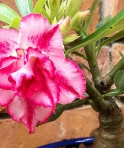 Pink Desert Rose Flower - Live Starter Rose Plant - Starter Plant for Planting - Adenium Obesum Plant