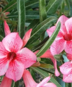 Pink Desert Rose Flower - Live Starter Rose Plant - Starter Plant for Planting - Adenium Obesum Plant