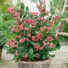 Pink Lemonade Blueberry Bush - Dwarf Blueberry Plant - Dwarf Fruit Tree - Live Starter Blue Berry Plant - Fruit Tree Live Plant