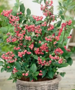 Pink Lemonade Blueberry Bush - Dwarf Blueberry Plant - Dwarf Fruit Tree - Live Starter Blue Berry Plant - Fruit Tree Live Plant