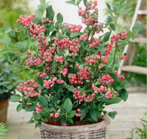 Pink Lemonade Blueberry Bush - Dwarf Blueberry Plant - Dwarf Fruit Tree - Live Starter Blue Berry Plant - Fruit Tree Live Plant