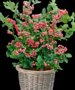 Pink Lemonade Blueberry Bush - Dwarf Blueberry Plant - Dwarf Fruit Tree - Live Starter Blue Berry Plant - Fruit Tree Live Plant