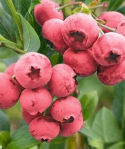 Pink Lemonade Blueberry Bush - Dwarf Blueberry Plant - Dwarf Fruit Tree - Live Starter Blue Berry Plant - Fruit Tree Live Plant