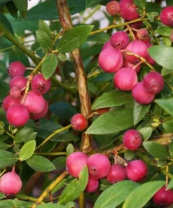 Pink Lemonade Blueberry Bush - Dwarf Blueberry Plant - Dwarf Fruit Tree - Live Starter Blue Berry Plant - Fruit Tree Live Plant
