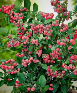 Pink Lemonade Blueberry Bush - Dwarf Blueberry Plant - Dwarf Fruit Tree - Live Starter Blue Berry Plant - Fruit Tree Live Plant