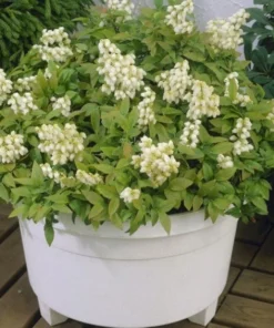 Pink Lemonade Blueberry Bush - Dwarf Blueberry Plant - Dwarf Fruit Tree - Live Starter Blue Berry Plant - Fruit Tree Live Plant