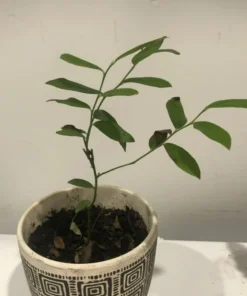 Pink Lemonade Blueberry Bush - Dwarf Blueberry Plant - Dwarf Fruit Tree - Live Starter Blue Berry Plant - Fruit Tree Live Plant