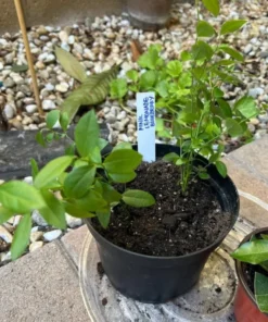 Pink Lemonade Blueberry Bush - Dwarf Blueberry Plant - Dwarf Fruit Tree - Live Starter Blue Berry Plant - Fruit Tree Live Plant